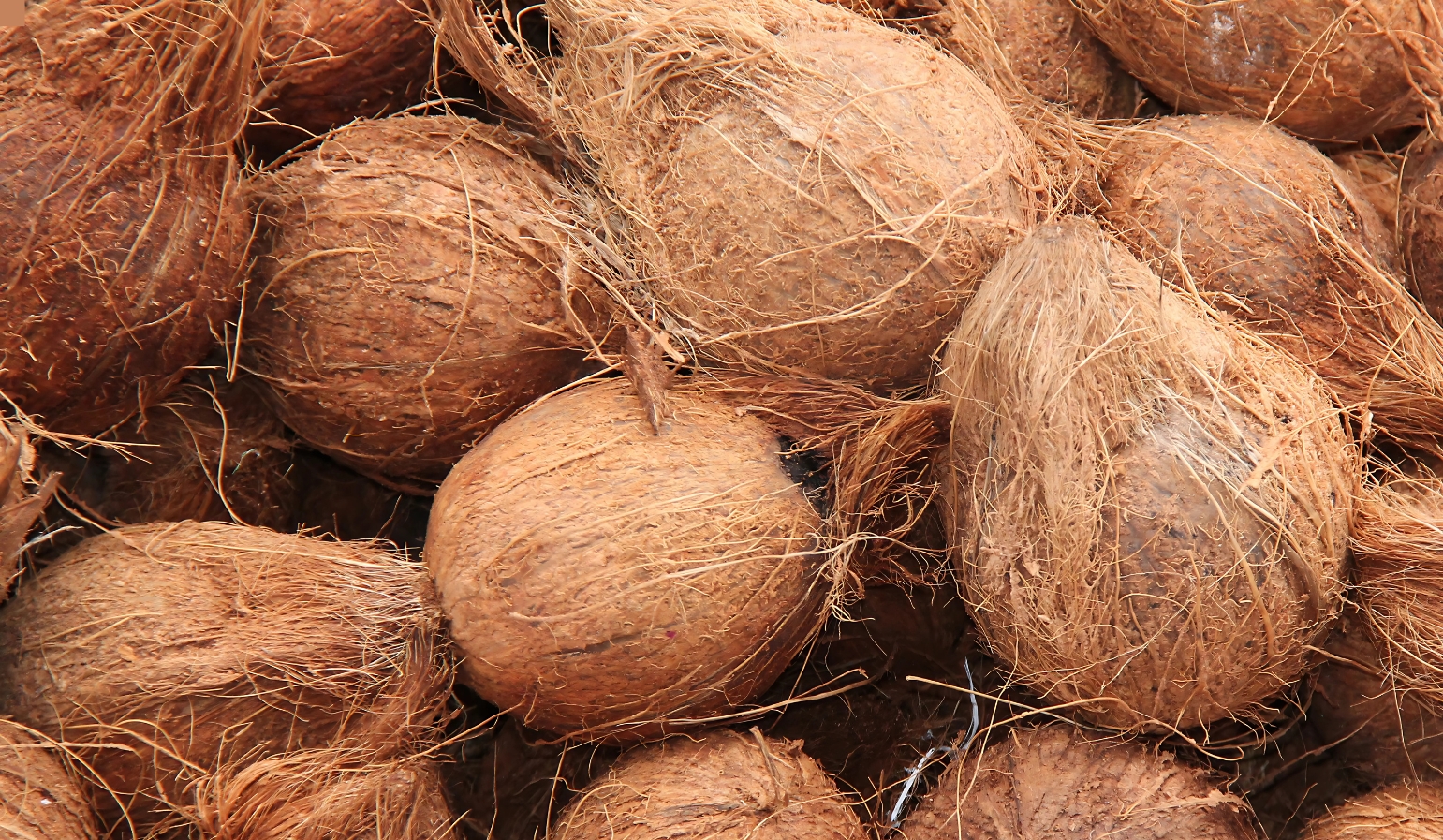 Semi-Husked Coconuts