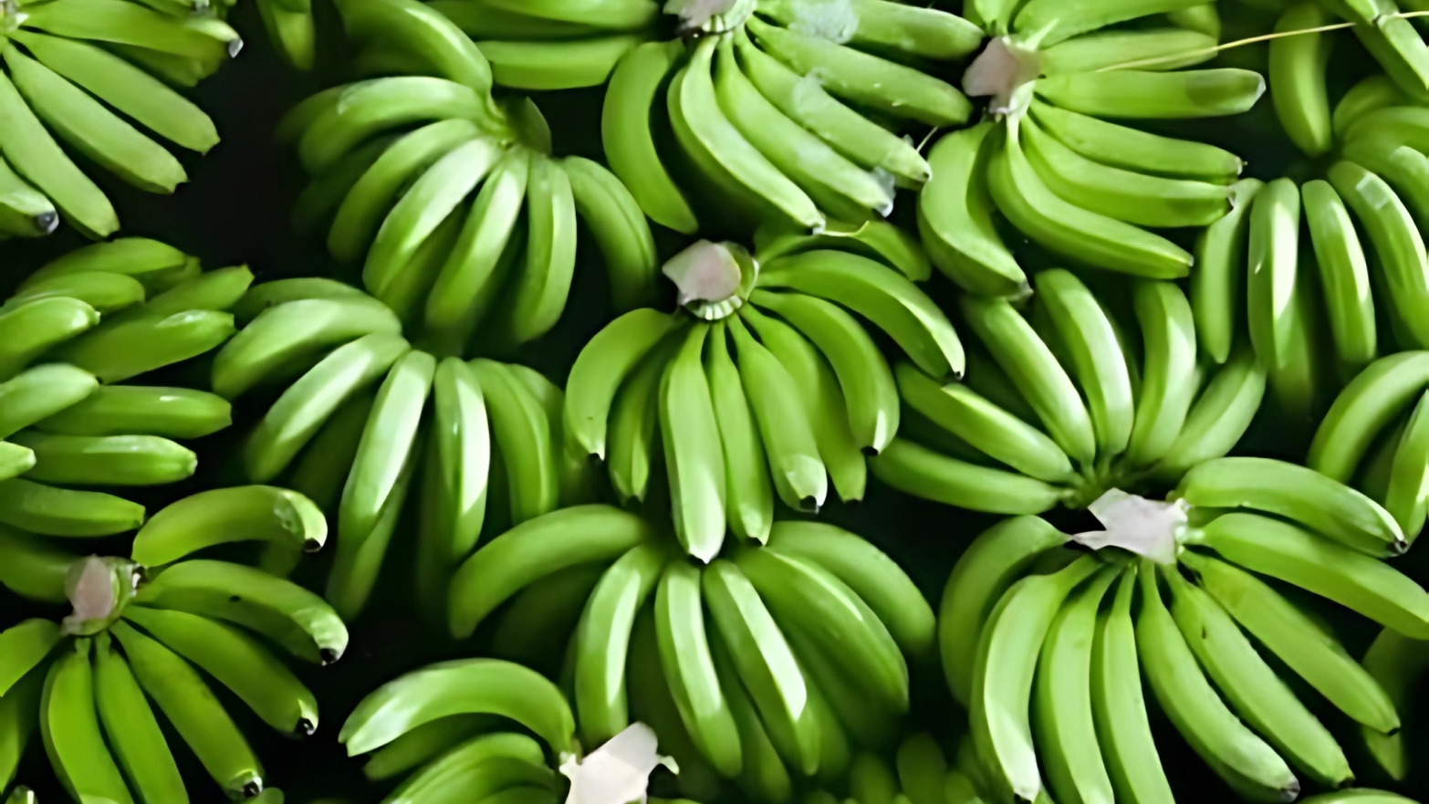  Cavendish Banana
