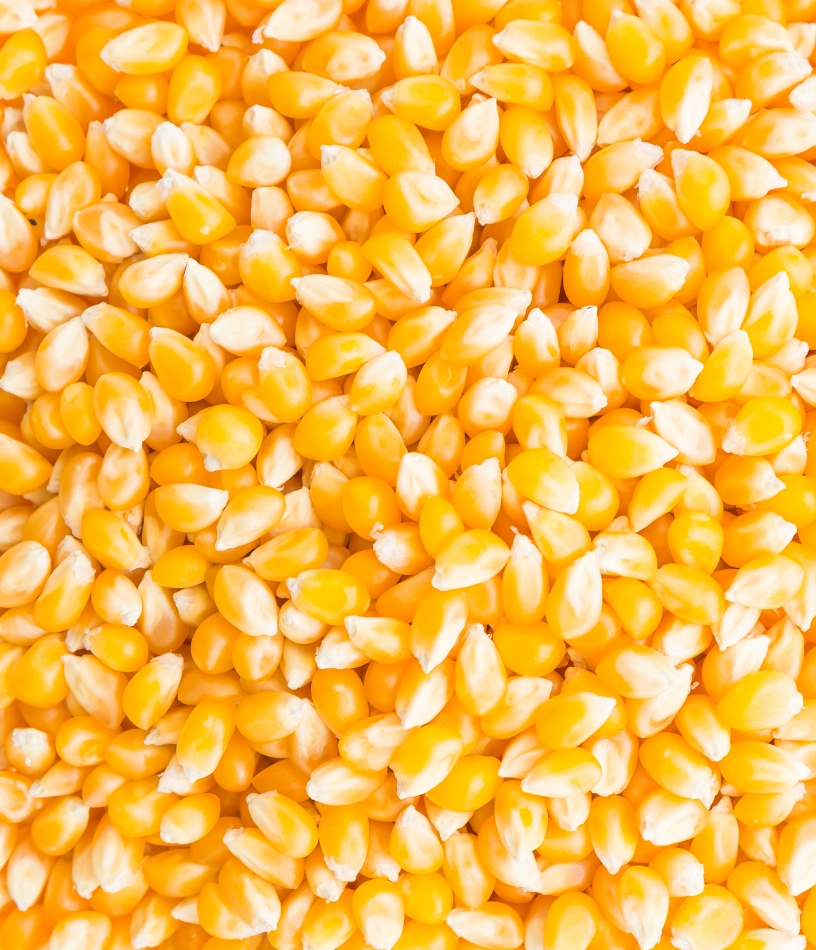 Corn