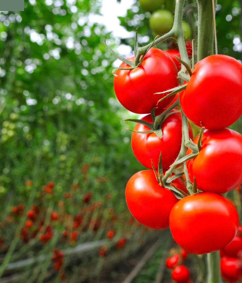 Tomatos