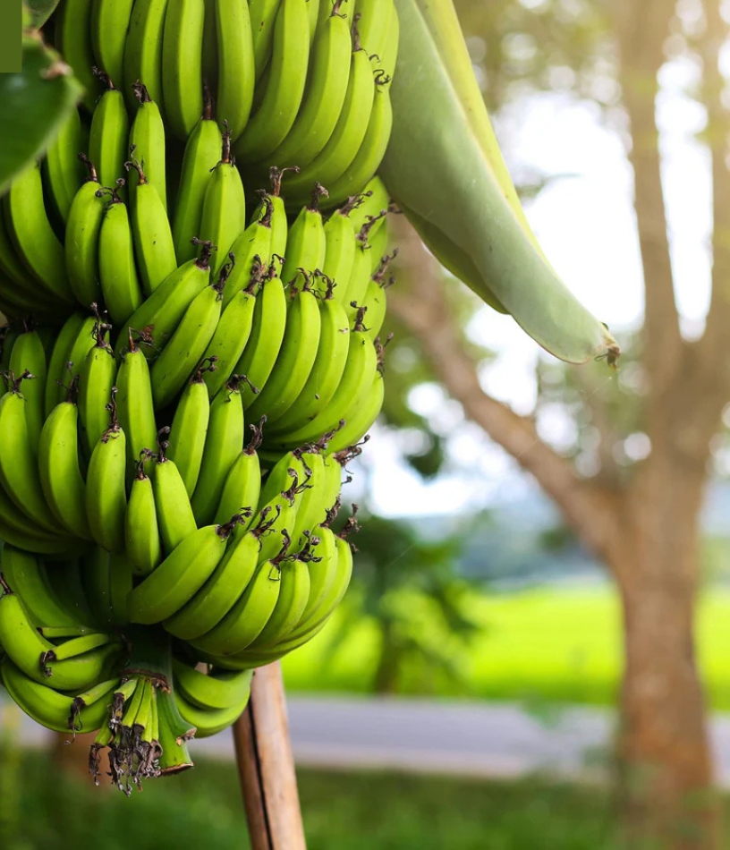  Cavendish Banana 
