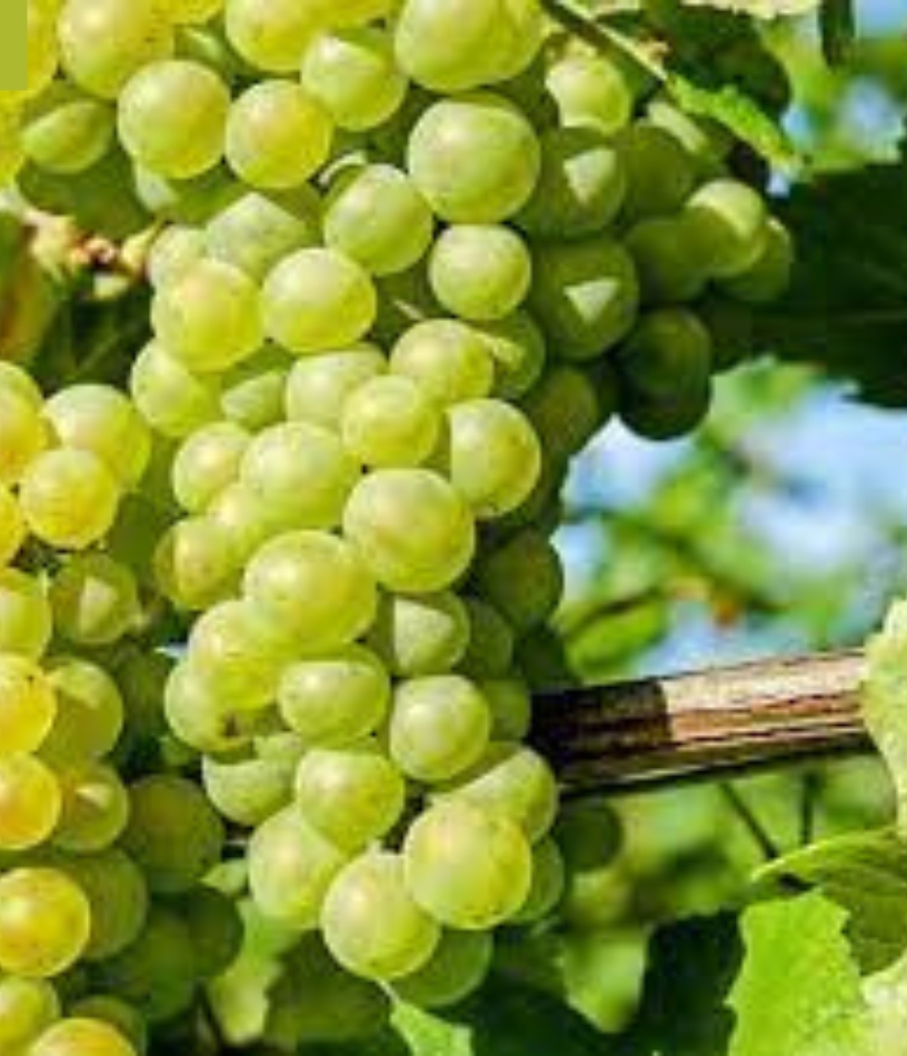 Thompson Seeds Grapes