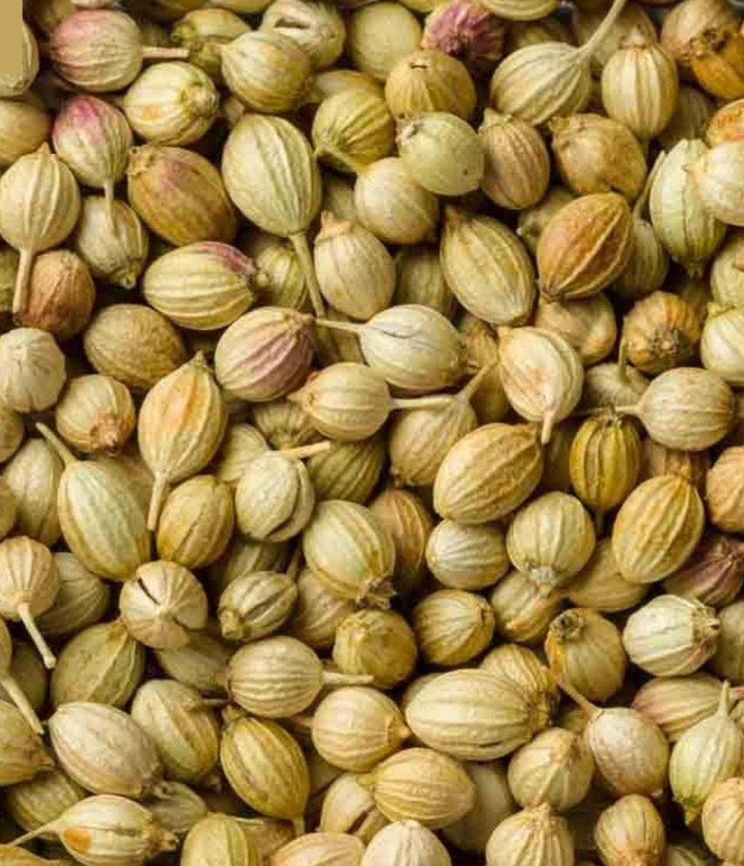 Coriander Seeds