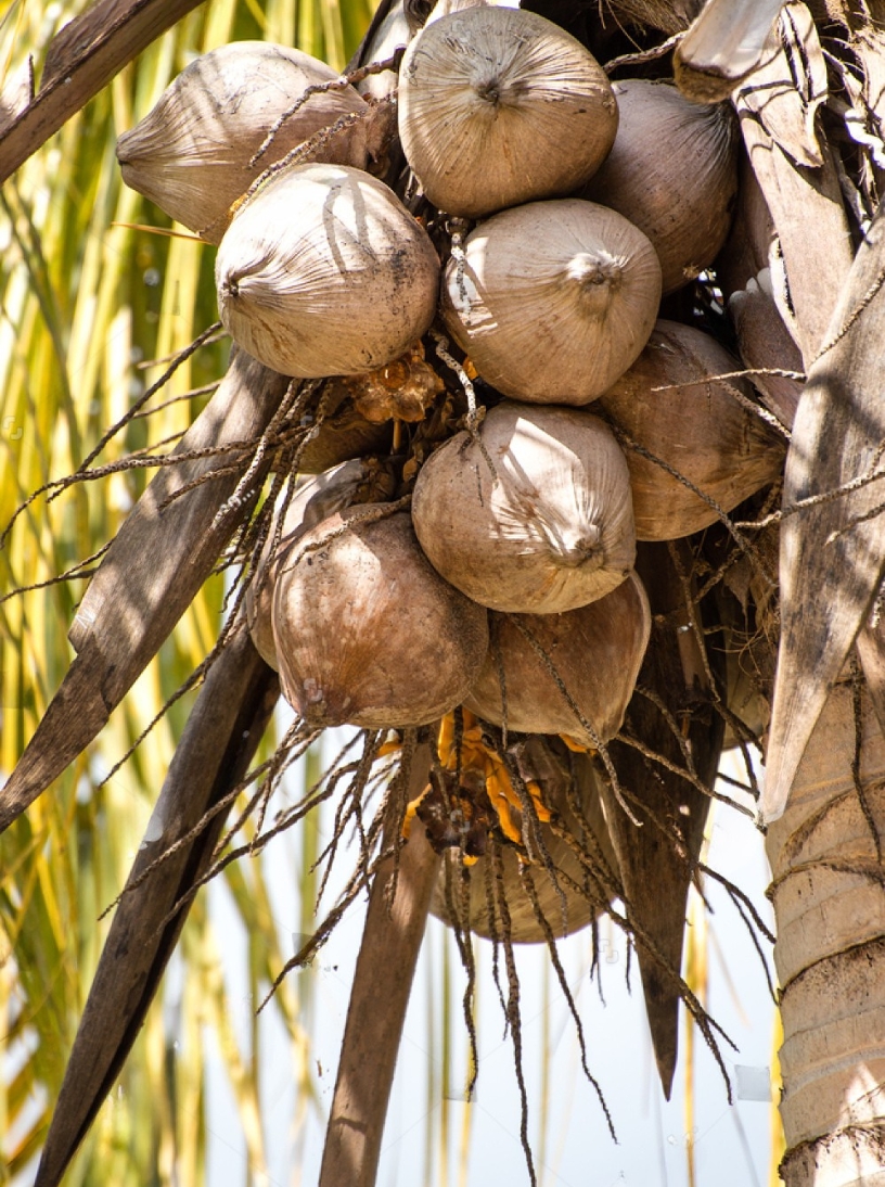  Brown Coconuts 