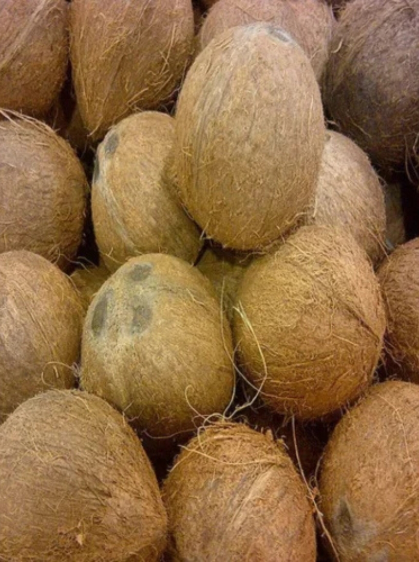 husked coconut 
