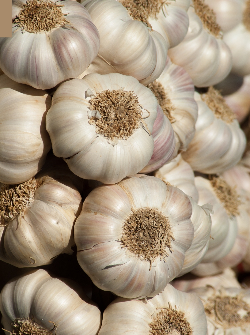 Garlic
