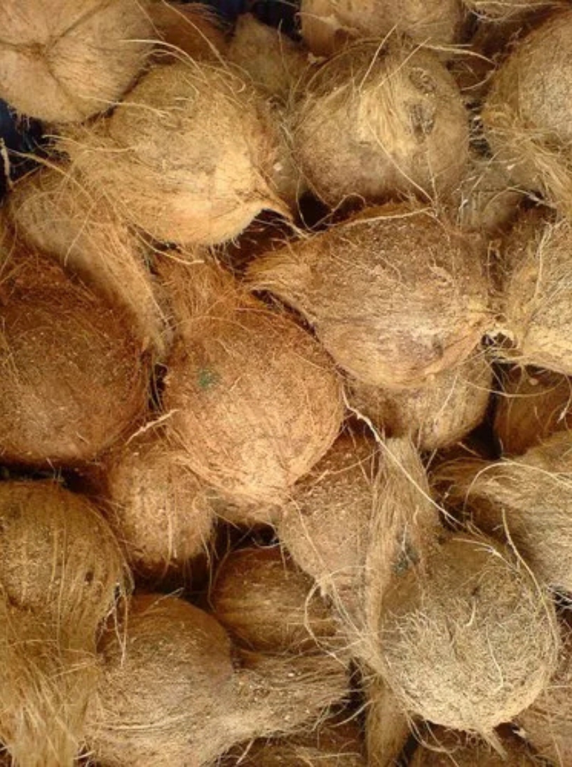 fully-husked coconut