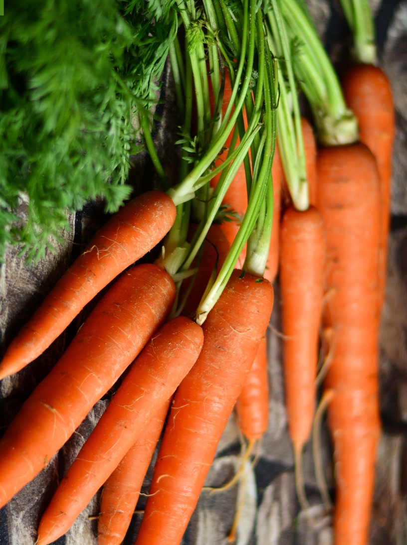  Red Carrot 