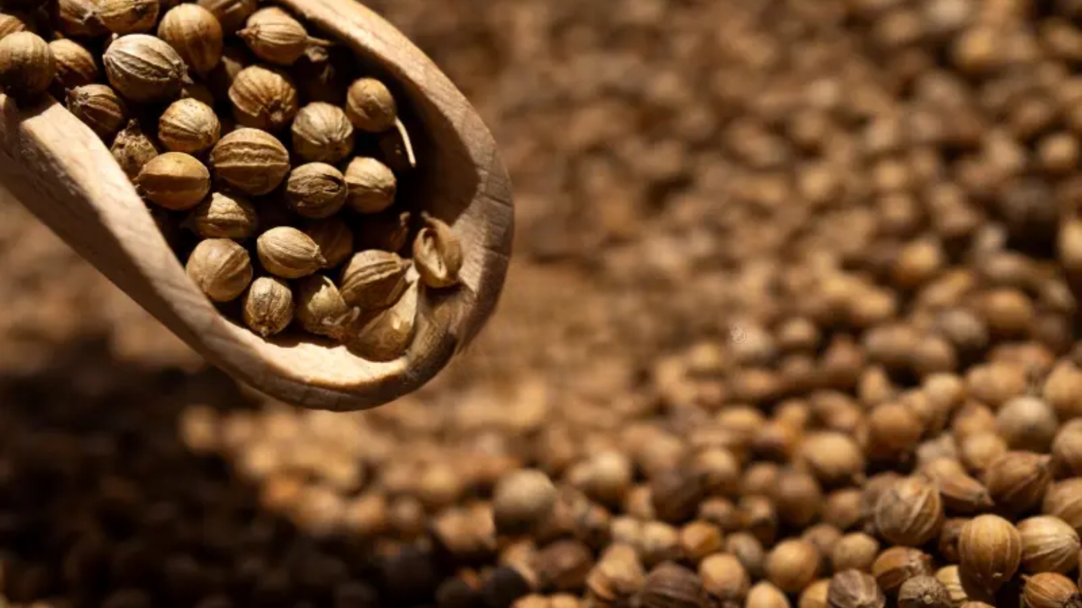 Coriander Seeds