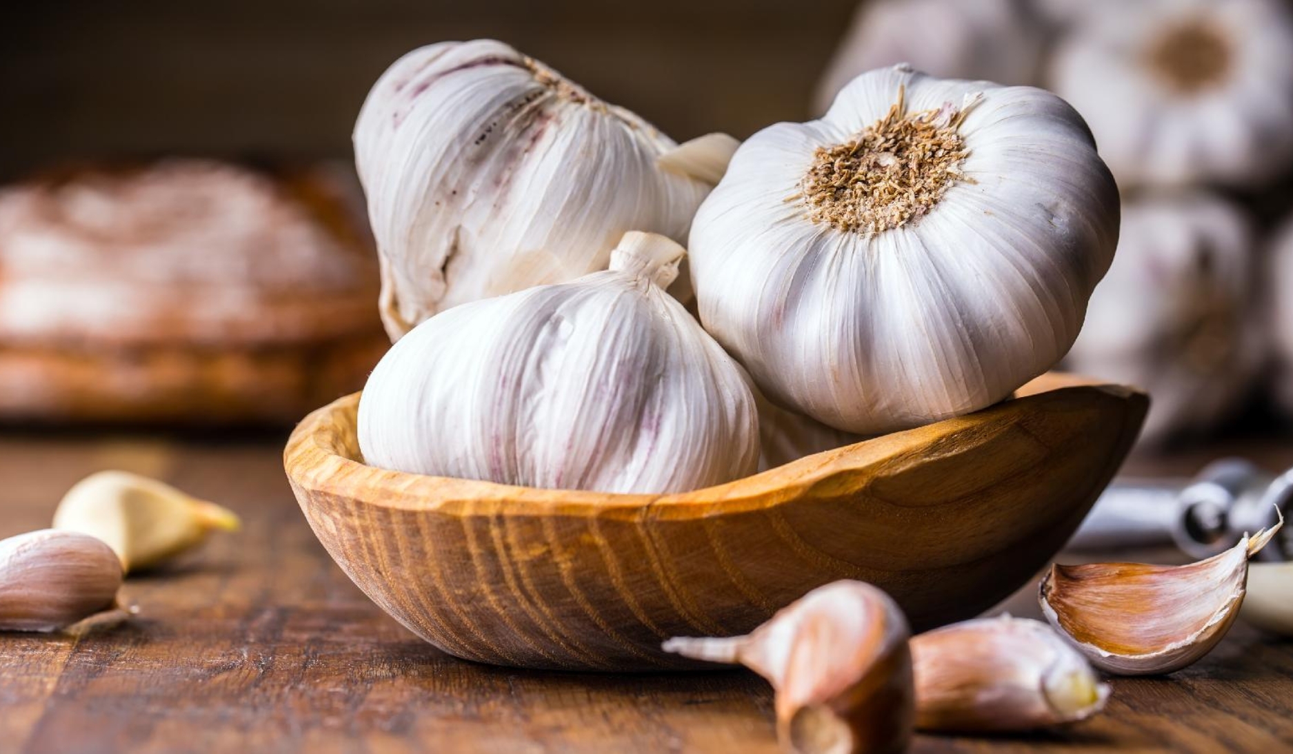 Garlic